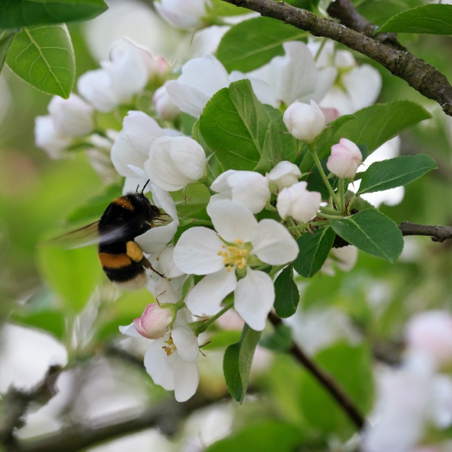 Bloesemroute haspengouw overnachten
